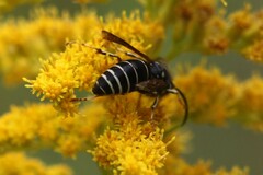 Dolichovespula arctica
