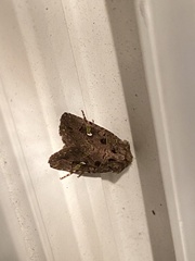 Lacinipolia renigera