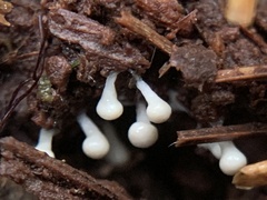 Hemitrichia
