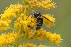Dolichovespula arctica