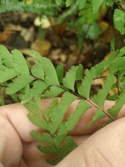Adiantum pedatum