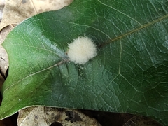 Callirhytis infuscata