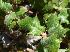 Quercus durata