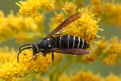 Dolichovespula arctica