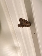 Lacinipolia renigera