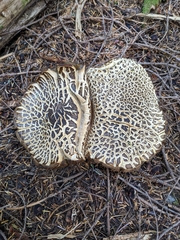 Caloboletus rubripes