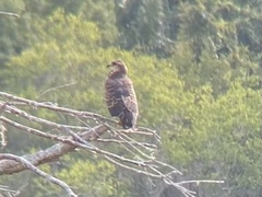 Rostrhamus sociabilis