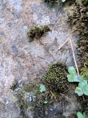Funaria hygrometrica