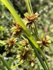 Cyperus virens