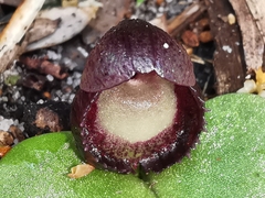 Corybas incurvus