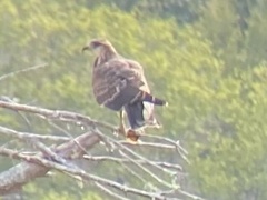 Rostrhamus sociabilis