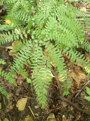 Adiantum pedatum