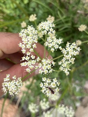 Ligusticum grayi