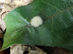 Callirhytis infuscata