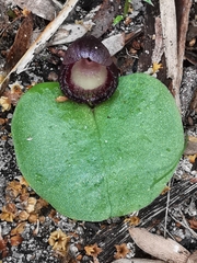 Corybas incurvus