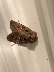 Lacinipolia renigera