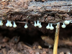 Hemitrichia