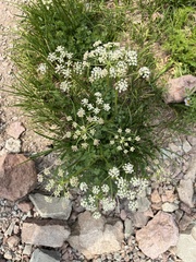Ligusticum grayi