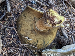 Caloboletus rubripes