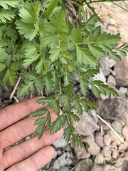 Ligusticum grayi