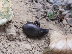 Carabus nemoralis