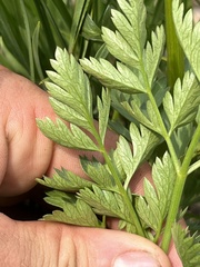 Ligusticum grayi