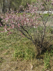 Prunus persica