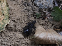 Carabus nemoralis