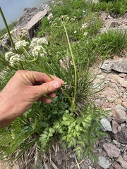 Ligusticum grayi