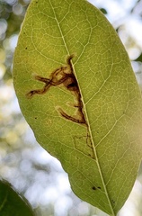 Phytomyza ilicis group