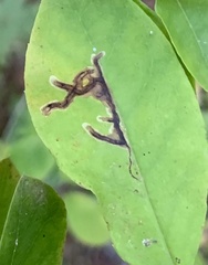 Phytomyza ilicis group