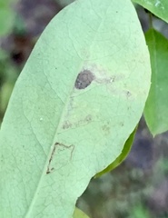 Phytomyza ilicis group