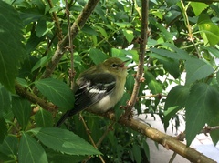 Setophaga castanea