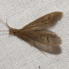 Oecetis