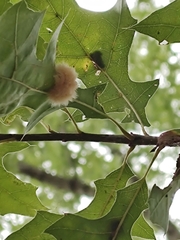 Callirhytis infuscata