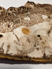 Caloboletus rubripes