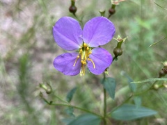 Rhexia nashii