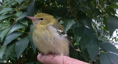 Setophaga castanea