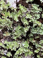 Cladonia ochrochlora