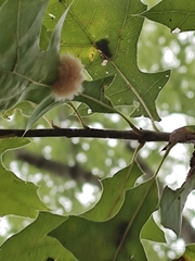 Callirhytis infuscata
