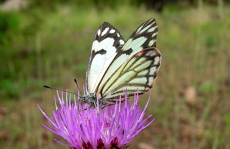 Pine White