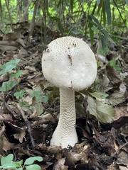 Amanita virgineoides