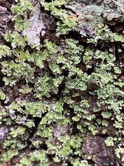 Cladonia ochrochlora