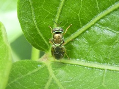Stratiomyini