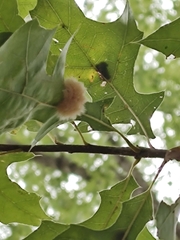 Callirhytis infuscata