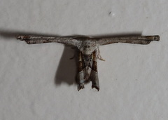 Phazaca leucocephala