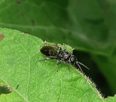 Tiphiinae