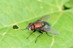 Lucilia illustris