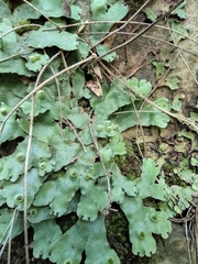 Conocephalum conicum