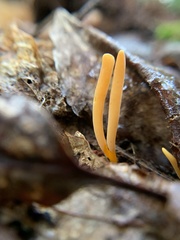 Calocera cornea